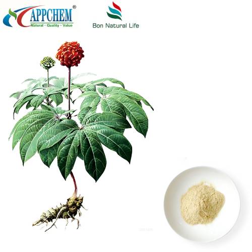 Notogenseng Radix Et Rhizoma ekstraktas